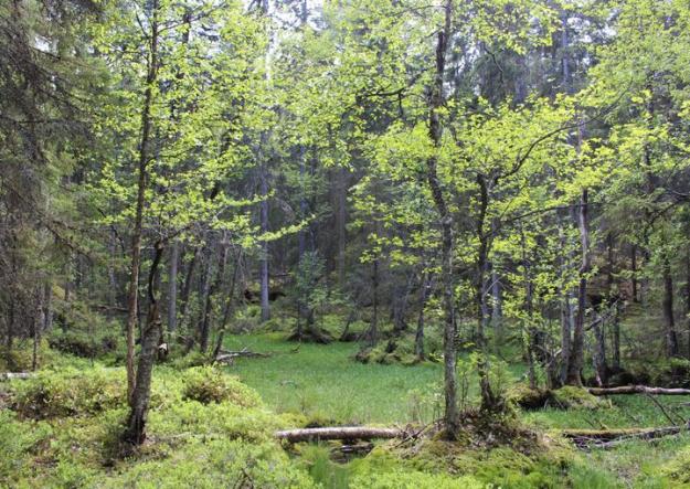 Skogsägarnas frivilliga avsättningar är betydelsefulla bidrag i miljöarbetet.