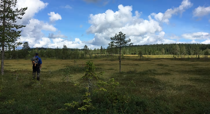 Från naturreservatet, som ligger långt norrut intill riksgränsen mot Norge, kan du se en vid utsikt över sluttande myrar med blånande berg i fjärran.