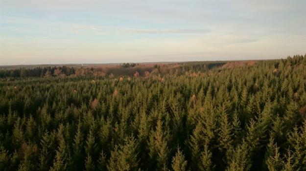 En ny studie visar att extremsommaren 2018 påverkade de nordiska skogarnas koldioxidupptag mer än vad som tidigare varit känt.
