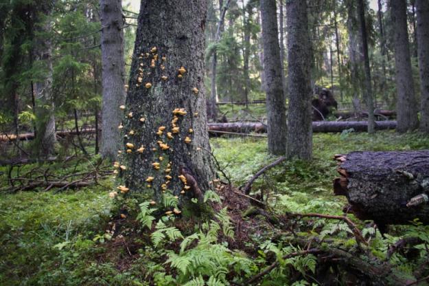 Gran Picea abies är favorit hos hundratals svamparter, som blodriska, bombmurkla, rödgul trumpetsvamp, rynkskinn och åtskilliga spindlingar samt för ett hundratal skalbaggar. På bilden syns en gran med trådticka Climacocystis borealis.