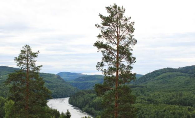 Skog i Norrlands inland.