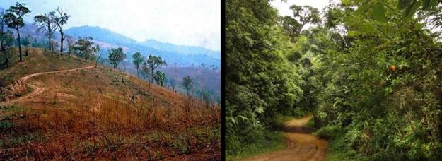 Notera vägen för jämförelse före och efter ett återplantering av skog i Thailand. Foto: S. Elliott, Forest Restoration Research Unit, Chiang Mai University