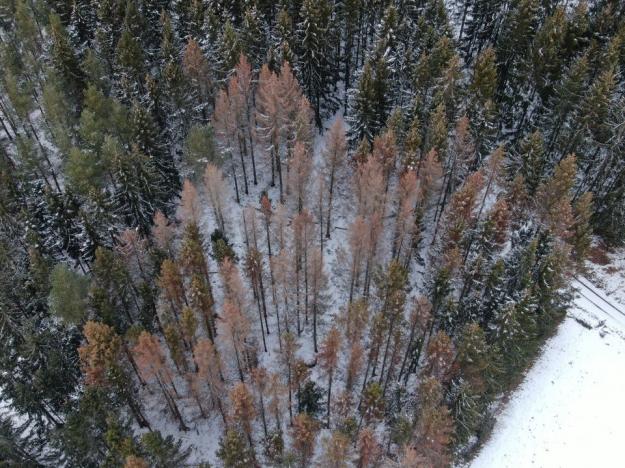 Skog angripen av granbarkborren.