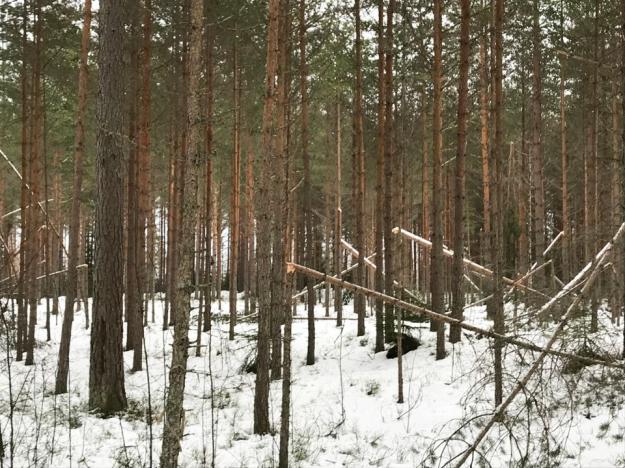 Skog som drabbats av toppbrott efter snöoväder.