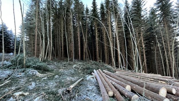 Avverkad skog i Bromsbergets naturreservat.