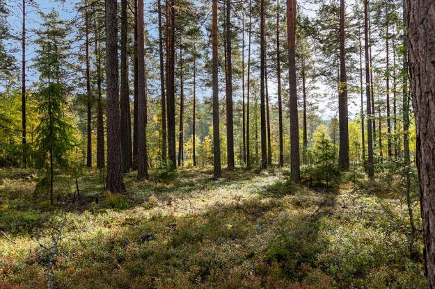 Skog i Mariannelund.