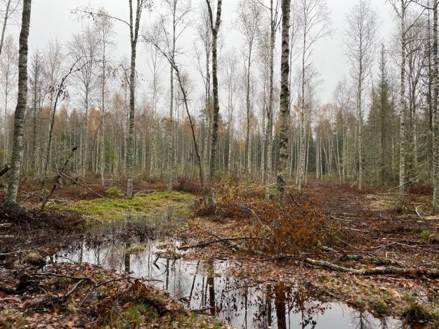 &Aring;tervätningsområde utanför Nässjö i Småland.