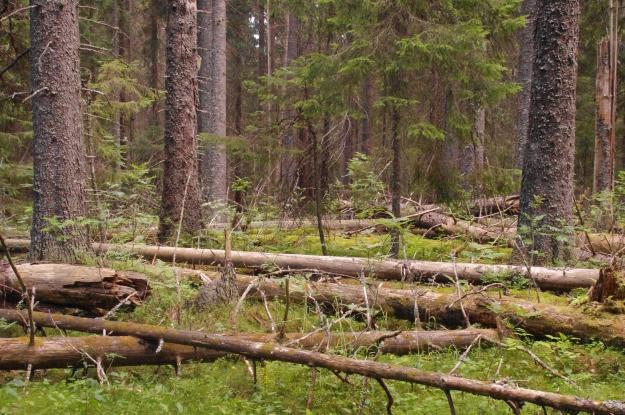 Skuleskogen. &Auml;ven i skyddade områden har mängderna död ved och stora träd ökat. Det är ett tecken på att de återhämtar sig från tidigare mänsklig påverkan.