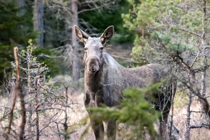 &Auml;lgjakt bedrivs inom tre olika typer av områden: oregistrerad mark, licensområde eller älgskötselområde. Dessa områden ingår i ett älgförvaltningsområde med en grupp som planerar förvaltningen för det övergripande området.
