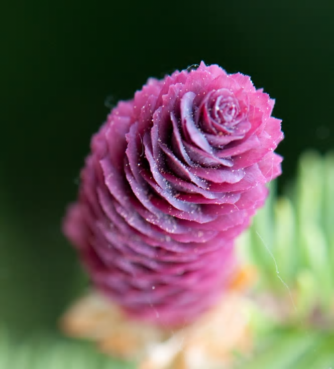 I år blommar granen intensivt. Har granen Sveriges vackraste blomma?