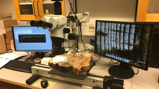 Genom att studera årsringarna och göra isotop-prover kan forskaren Johannes Edvardsson se hur trädet klarat av olika klimatförändringar.