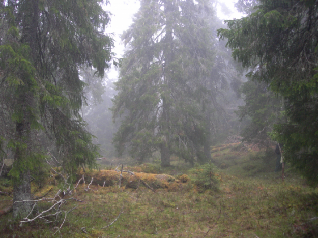 Skogen i Dakota är gammal, grovvuxen och urskogsartad.