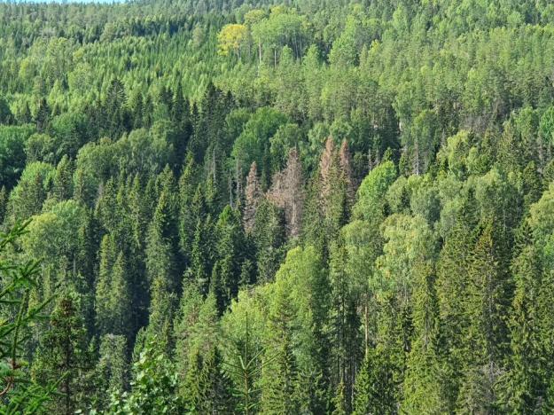 Rödbruna barr är ett tydligt tecken på barkborreangrepp, här i ett område i Västernorrland som drabbats hårt.