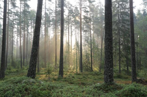WWF är kritiska till metoden att skydda skog främst om skogsägaren själv erbjuder sin skog.