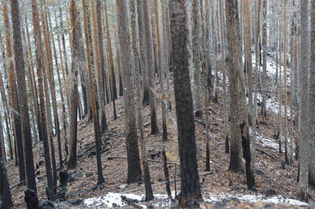 Efter naturvårdsbränning på Käringberget.