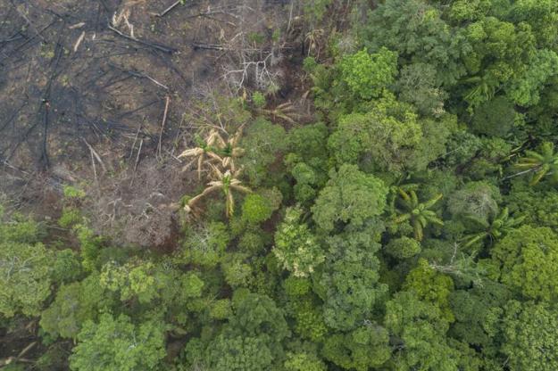 Avverkad regnskog, Brasilien.