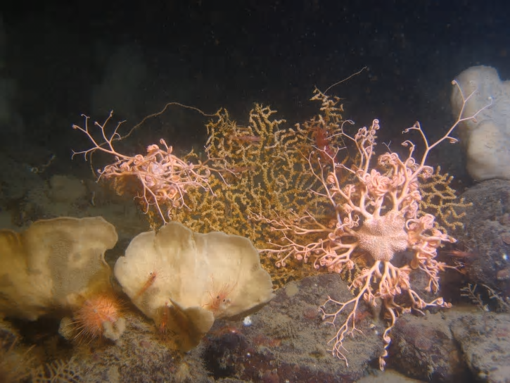 Biologisk mångfald i Västerhavet. På bilden syns bl.a. koralldjuret sjöris, ormstjärnan medusahuvud, svampdjuren Phakellia ventilabrum och Mycale lingua, sjöborren djuphavssjöborre, samt ett antal räkor av släktet Pandalus. Bilden får användas i samband med artiklar kopplat till Rödlista 2020.