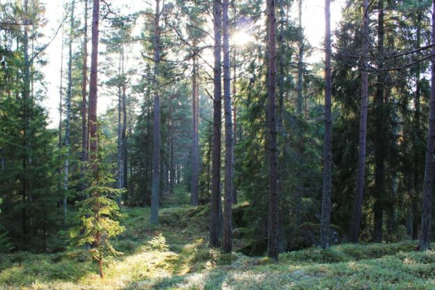 Att certifiera sitt skogsbruk är ett sätt för skogsägare att tala om för marknad och allmänhet att skogen brukas på ett hållbart och ansvarsfullt sätt.