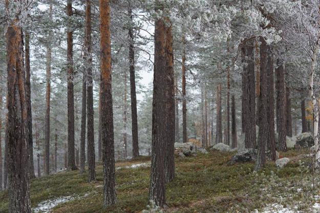 Före naturvårdsbränning på Käringberget.