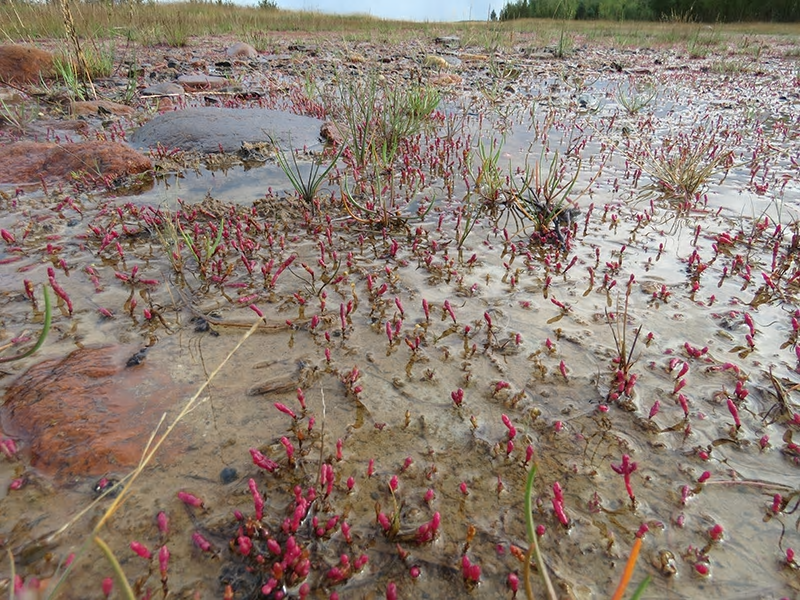 Glasört hotas sedan den från Sydafrika härstammande invasiva växten kotula (Cotula coronopifolia) plötsligt under 2010-talet har börjat sprida sig snabbt söderifrån längs den svenska kusten. Bilden får användas i samband med artiklar kopplat till Rödlista 2020.