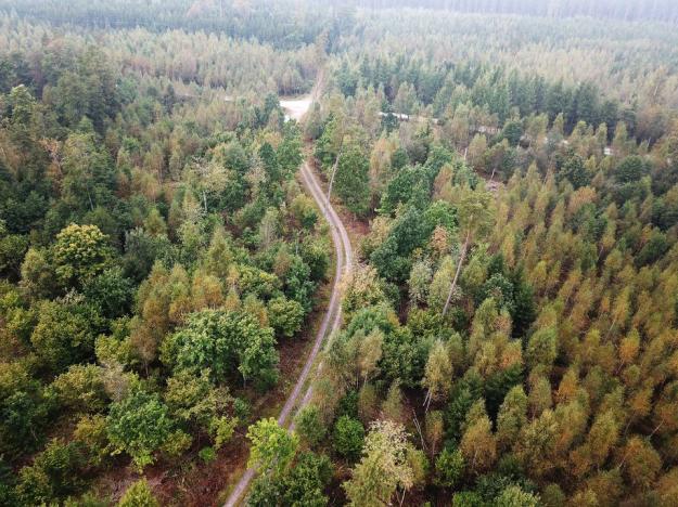 Skogsstyrelsens rapport SKA 22, med scenarier som sträcker sig över 100 år, ger ett omfattande underlag för de vägval som behöver göras i svensk skog framöver.