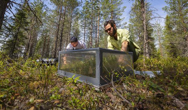 Mätning av flödet av koldioxid från marken med en mätkammare i en ungskog nära Vindeln.