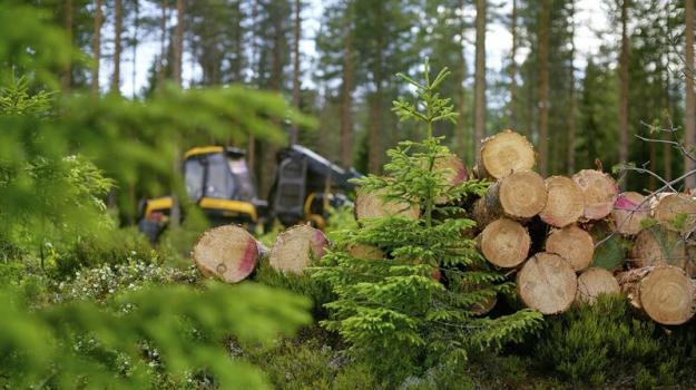 Virkesdrivning för kontinuerlig produktion vid sågverk i Raumo.