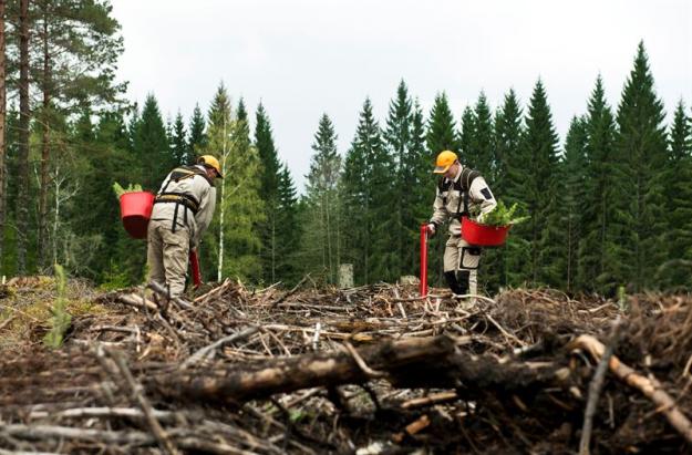 Plantering.