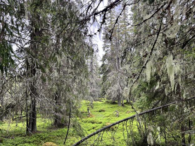 Med nuvarande skövlingstakt kommer ekologiskt värdefulla gamla skogar att vara borta om 50 år.