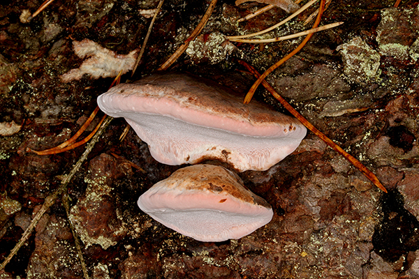 Rosentickan bedöms ha minskat de senaste 30 åren, på grund av att äldre skog har avverkats. Naturvårdsåtgärder som ökar mängden död ved gynnar arten och gör att minskningen bedöms gå långsammare nu.