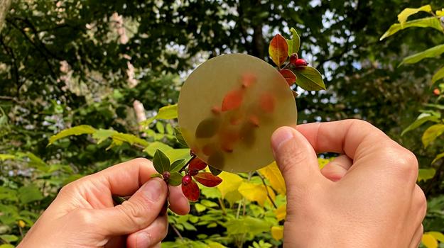 KTH-forskare har utvecklat träbaserad plast som skulle kunna användas till heminredning och byggmaterial. 