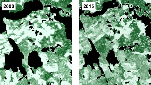 Rasterkarta över trädens totala volym (m3sk/ha) i SLU Skogskarta 2000 respektive 2015. Hög totalvolym representeras av mörkare grön och ljusare nyanser visar lägre volymer.