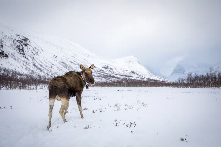 En älg med ett GPS-halsband fotad i Nikkaluokta. Halsbandet ger forskarna viktig information om älgens rörelsemönster som går att studera i samband med exempelvis den omgivande miljön eller störningar från människor.