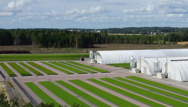 Nya plantor som växer fram på plantskolan.