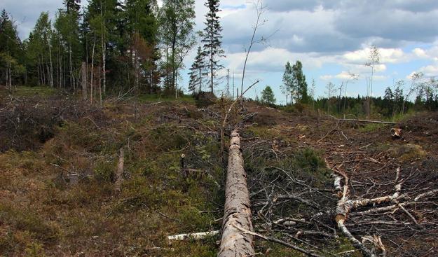 Död ved som lämnas på hyggen är livsmiljö för många arter av till exempel insekter och svampar. Hänsynen i skogsbruket har ökat tillgången på död ved i produktionsskogen.