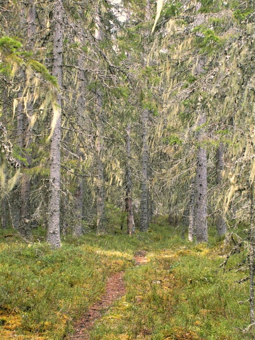 &Auml;ldre granskog i Risberget, rik på hänglav. Risberget är ett av de elva nya naturreservaten i Dalarna.