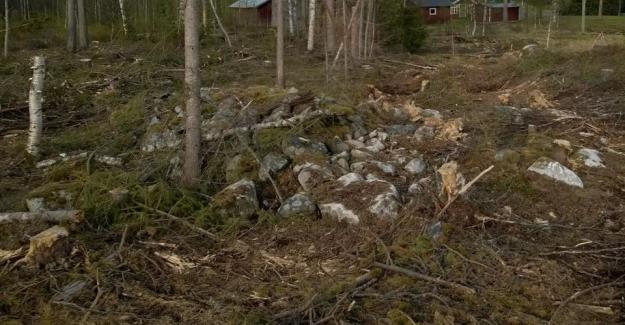 Ett odlingsröse som körts över i samband med avverkning.