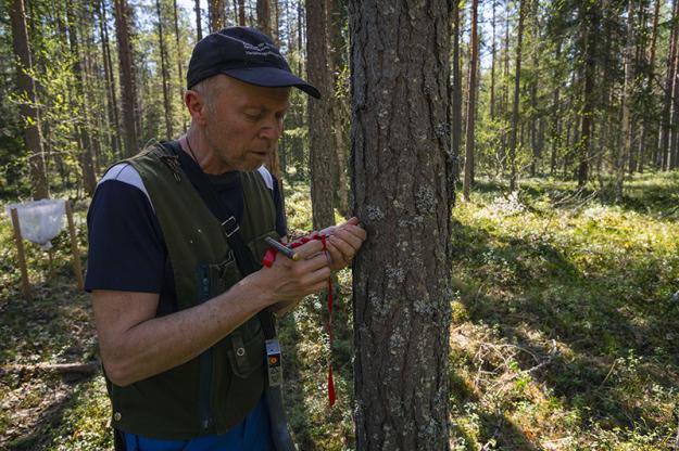 SLU:s fälttekniker Hans-Göran Nilsson tar en borrkärna i en tall nära Svartbergets försökspark.