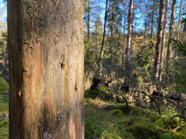 Gran som tappat all bark efter granbarkborreangrepp.