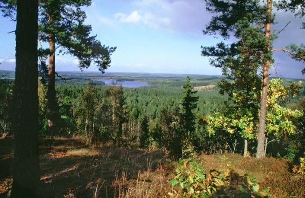 Det nationella skogsprogrammets vision är att skogen ska bidra med jobb och hållbar tillväxt i hela landet och till utvecklingen av en växande bioekonomi.